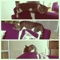 Tekir Kedi, Kedi  şeker fotoğrafı