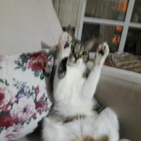 Tekir Kedi, Kedi  şeker fotoğrafı
