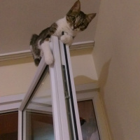Tekir Kedi, Kedi  şeker fotoğrafı