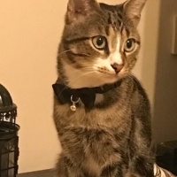 Tekir Kedi, Kedi  Umutcan fotoğrafı