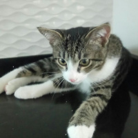 Tekir Kedi, Kedi  Kırpık fotoğrafı