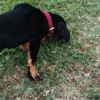 Rottweiler, Köpek  Gece fotoğrafı