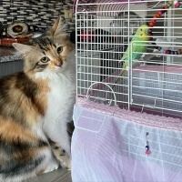 Tekir Kedi, Kedi  Suşi fotoğrafı