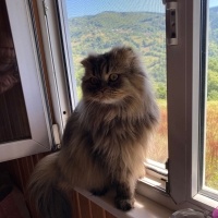 British Longhair, Kedi  Duman fotoğrafı