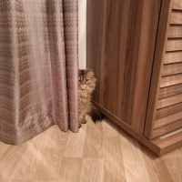 British Longhair, Kedi  Duman fotoğrafı
