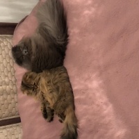 British Longhair, Kedi  Duman fotoğrafı