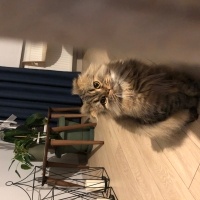 British Longhair, Kedi  Duman fotoğrafı