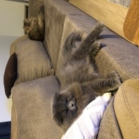 British Longhair, Kedi  Kül fotoğrafı