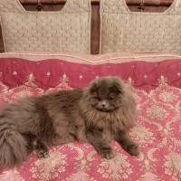 British Longhair, Kedi  Kül fotoğrafı