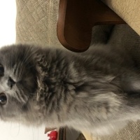 British Longhair, Kedi  Kül fotoğrafı