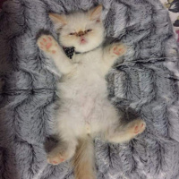 Exotic Shorthair, Kedi  Mavi fotoğrafı