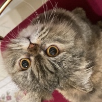 İran Kedisi (Persian), Kedi  Fıstık fotoğrafı