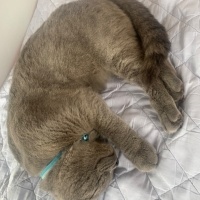 Brazilian Shorthair, Kedi  Duman fotoğrafı