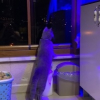 Brazilian Shorthair, Kedi  Duman fotoğrafı