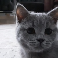 Brazilian Shorthair, Kedi  Duman fotoğrafı