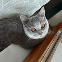 Brazilian Shorthair, Kedi  Duman fotoğrafı