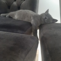 Brazilian Shorthair, Kedi  Duman fotoğrafı