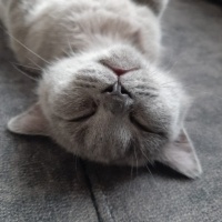 Brazilian Shorthair, Kedi  Duman fotoğrafı