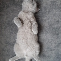 Brazilian Shorthair, Kedi  Duman fotoğrafı