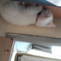Ankara Kedisi, Kedi  Pinpon fotoğrafı