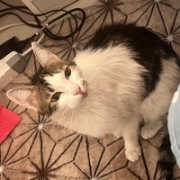 Tekir Kedi, Kedi  Mia fotoğrafı