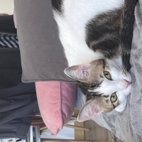 Tekir Kedi, Kedi  Mia fotoğrafı