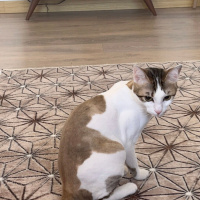 Tekir Kedi, Kedi  Mia fotoğrafı