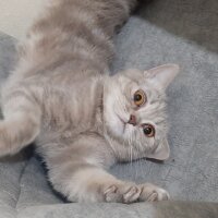 British Shorthair, Kedi  Badem fotoğrafı