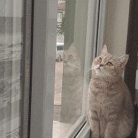 British Shorthair, Kedi  Badem fotoğrafı