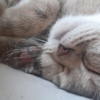 British Shorthair, Kedi  Badem fotoğrafı