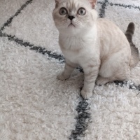 British Shorthair, Kedi  Pamuk fotoğrafı