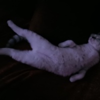 British Shorthair, Kedi  Pamuk fotoğrafı