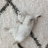 British Shorthair, Kedi  Pamuk fotoğrafı