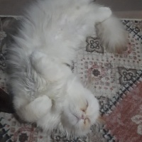 İran Kedisi (Persian), Kedi  LUCA fotoğrafı