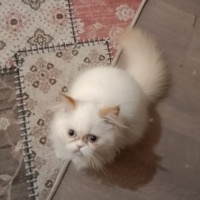 İran Kedisi (Persian), Kedi  LUCA fotoğrafı
