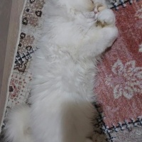 İran Kedisi (Persian), Kedi  LUCA fotoğrafı