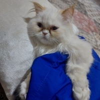 İran Kedisi (Persian), Kedi  LUCA fotoğrafı
