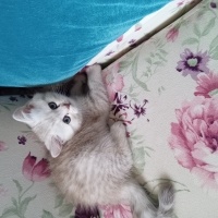 British Longhair, Kedi  Minnoş fotoğrafı