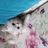 British Longhair, Kedi  Minnoş fotoğrafı