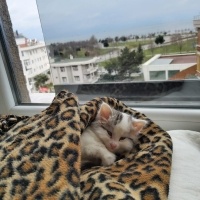 Ankara Kedisi, Kedi  Pamuk fotoğrafı