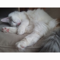 Ankara Kedisi, Kedi  Pamuk fotoğrafı