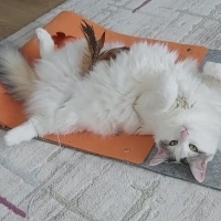 Ankara Kedisi, Kedi  Pamuk fotoğrafı