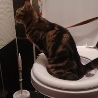 Tekir Kedi, Kedi  Maşuka fotoğrafı