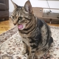 Tekir Kedi, Kedi  Maşuka fotoğrafı