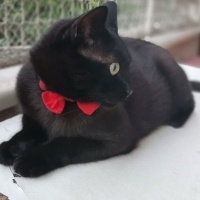 Tekir Kedi, Kedi  Jejevit fotoğrafı