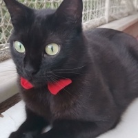 Tekir Kedi, Kedi  Jejevit fotoğrafı