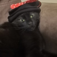 Tekir Kedi, Kedi  Jejevit fotoğrafı