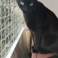 Tekir Kedi, Kedi  Jejevit fotoğrafı