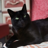 Tekir Kedi, Kedi  Jejevit fotoğrafı