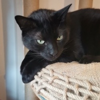 Tekir Kedi, Kedi  Jejevit fotoğrafı
